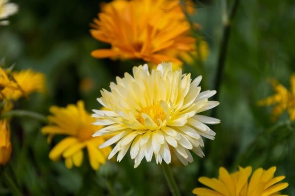 calendula flower